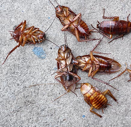 Fuminante | Sistema - Sample 3 for three columns