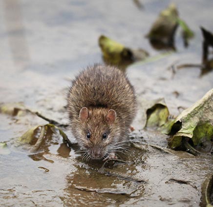 Fuminante | Sistema - Sample 3 for three columns