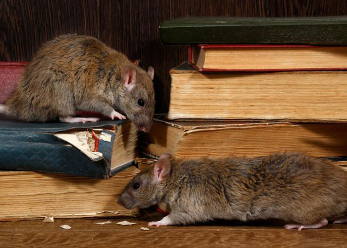 Fuminante | Sistema • Text and Image