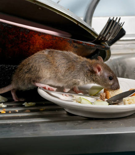 Fuminante | Sistema • Image and Text